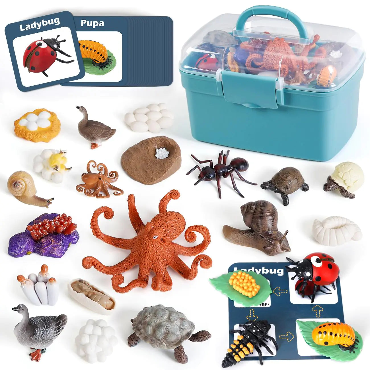 Life Cycle Toys for Kids - Life Science Education Kits: Ladybug Ants Goose Land Turtle Snail Octopus - 24 Pieces Animal Models STEM Learning Toys for 3-10 Year Old