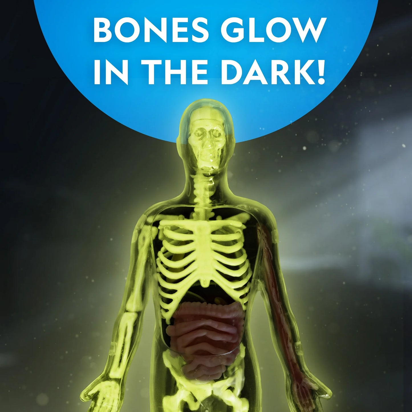 National Geographic Glow-in-the-Dark Human Body