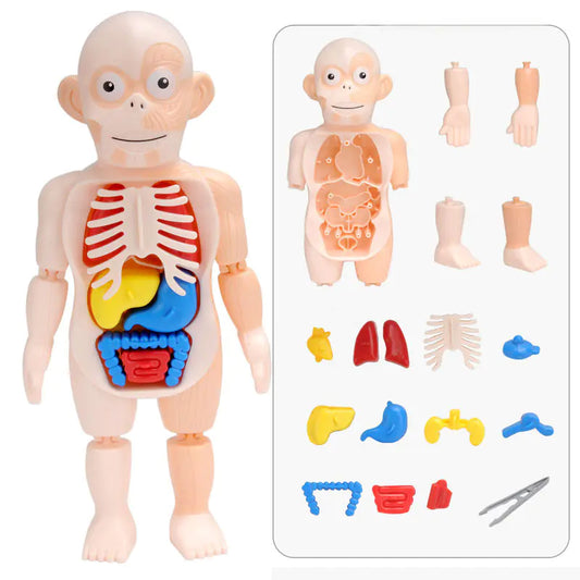 Human Organ Model STEM Assembly Toy