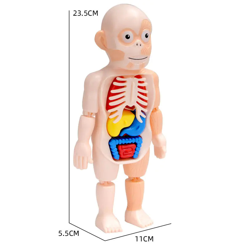 Human Organ Model STEM Assembly Toy