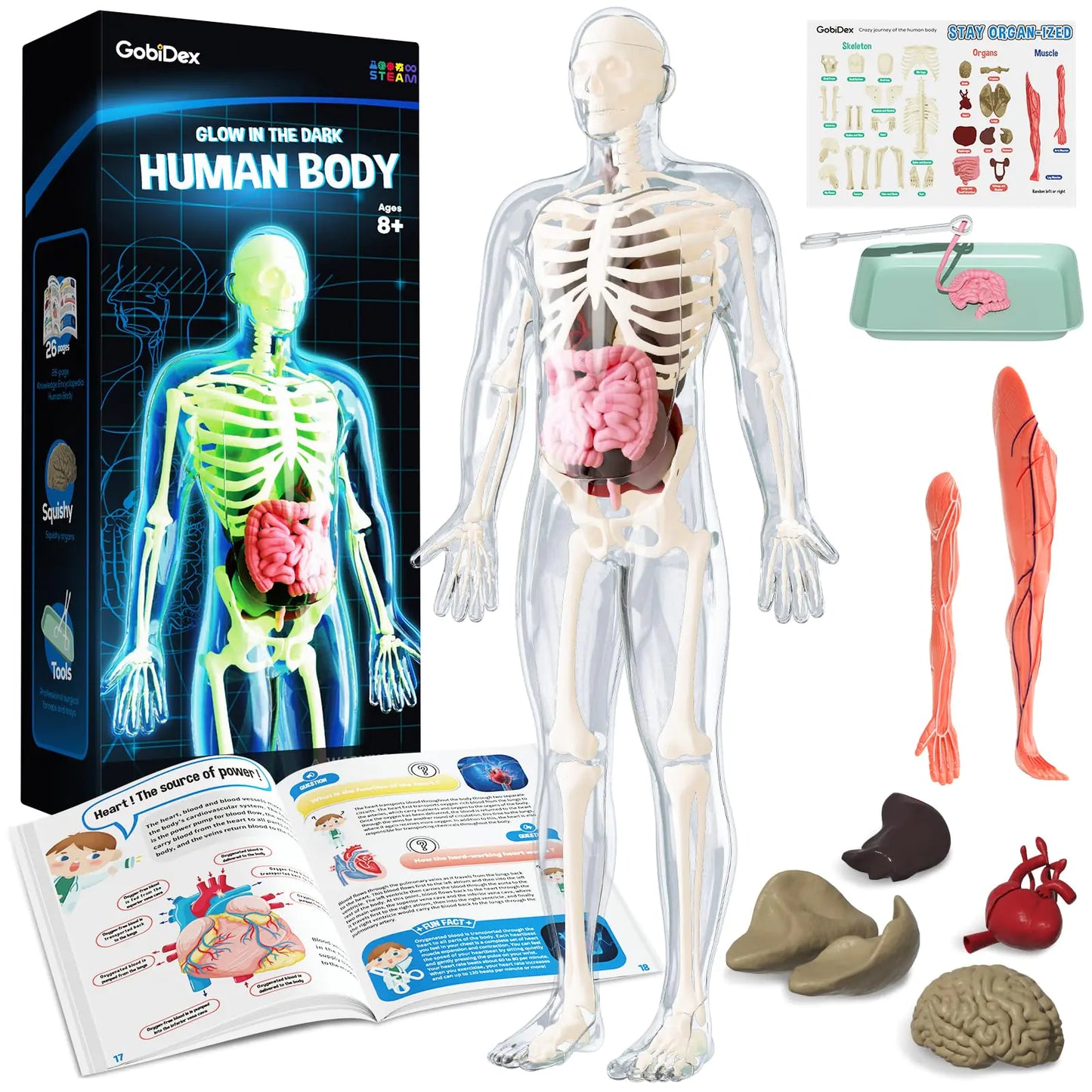GobiDex Human Body Skeleton Model Kits 40 Piece Anatomy FigureGlow in The Dark Bones Interactive Science Kit STEM Educational Toys for Boys and Girls Halloween Physiology Gifts for Kids Ages 8+