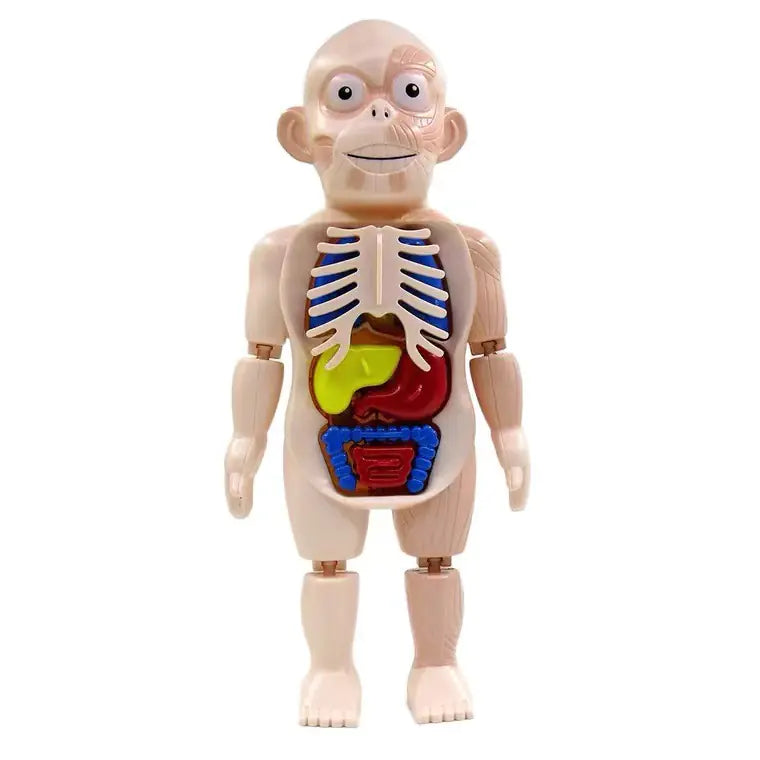 Human Organ Model STEM Assembly Toy