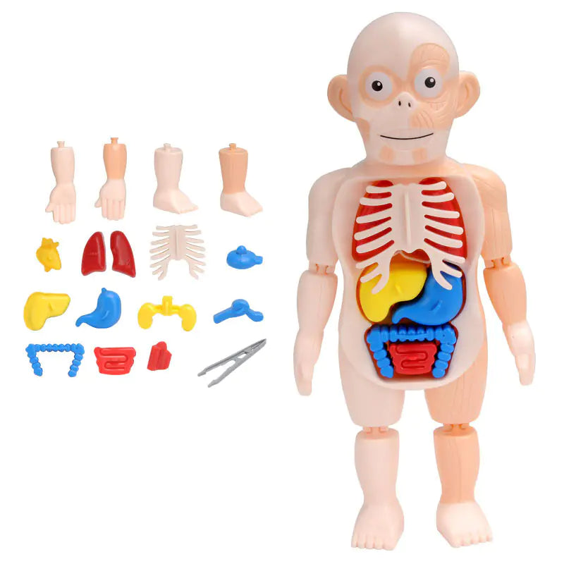 Human Organ Model STEM Assembly Toy